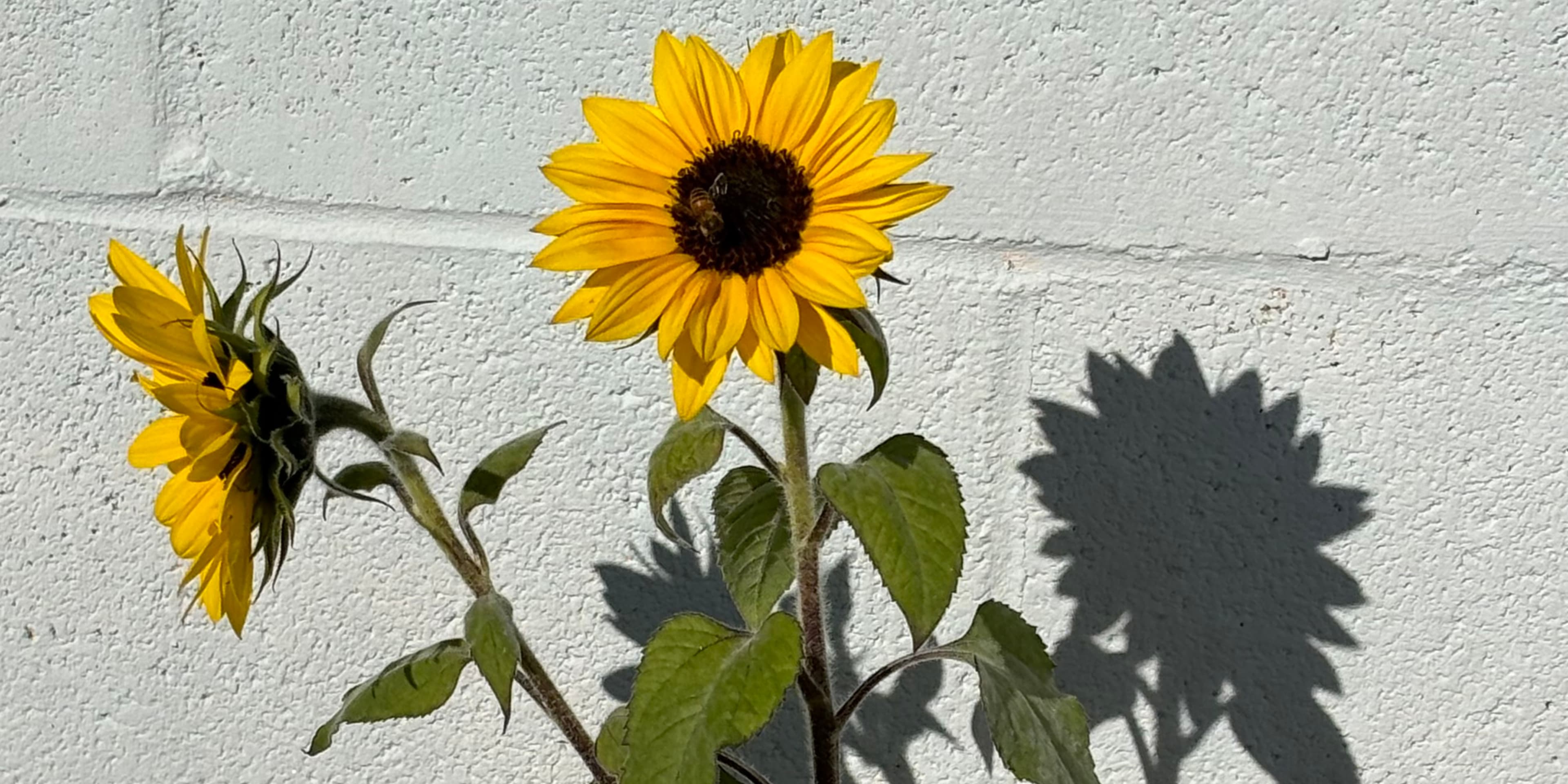 Cover photo